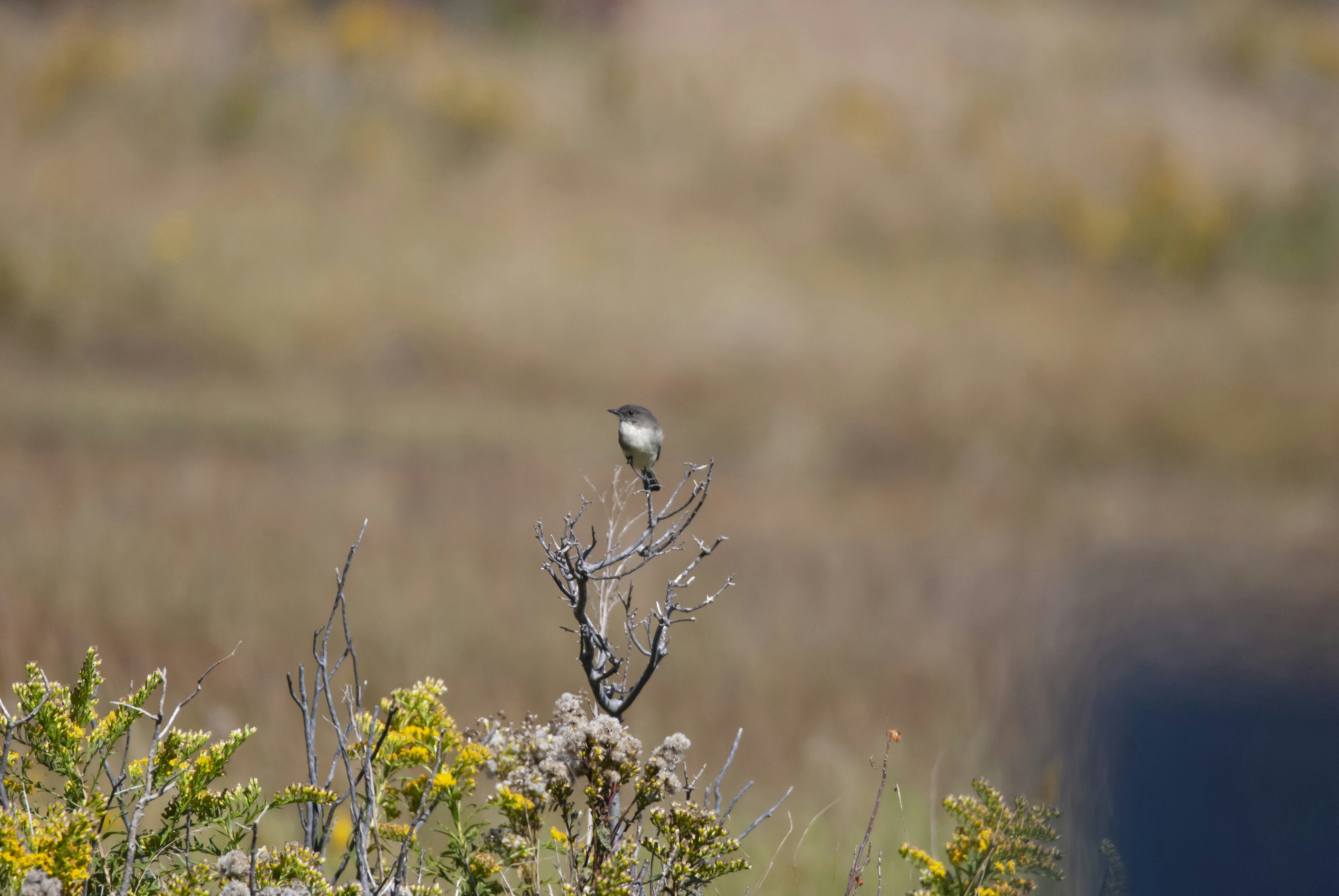 Eastern Phoebe perched in the Marsh