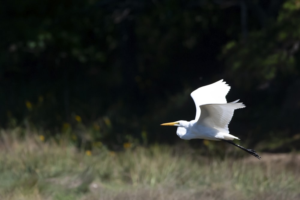 a bird flying in the air