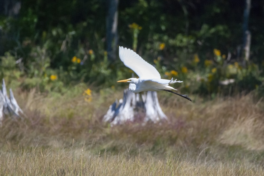 a white bird flying over grass