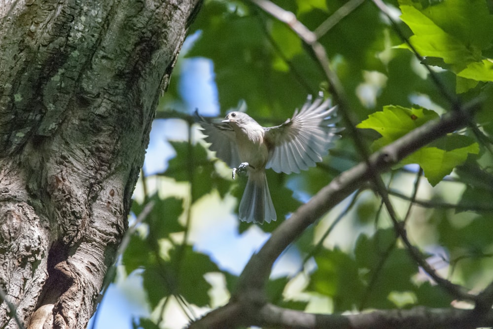 a bird flying in the air