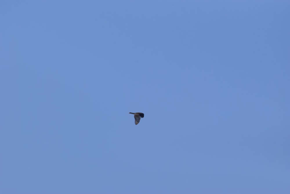 a bird flying in the sky