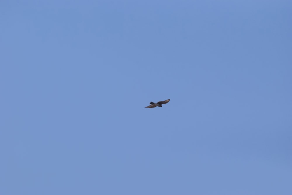 a bird flying in the sky