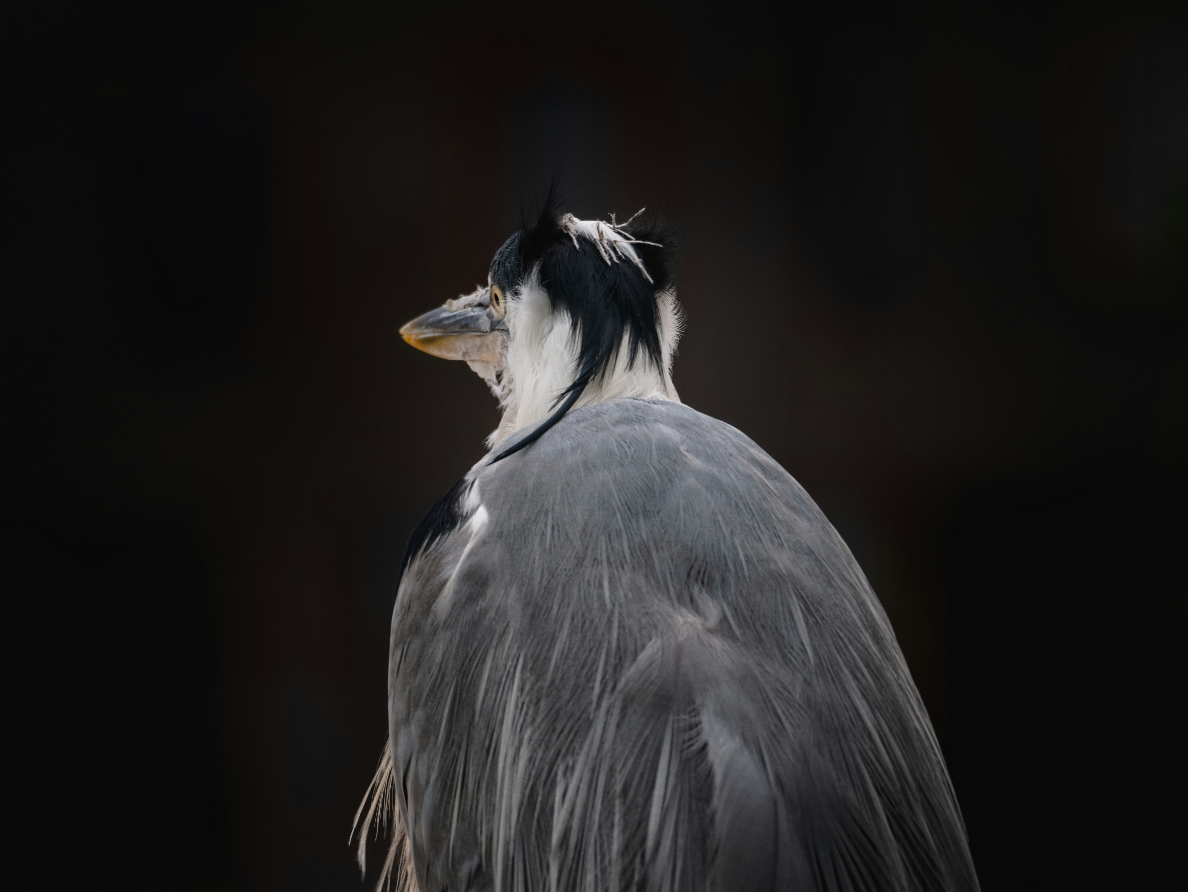 a bird with a long tail