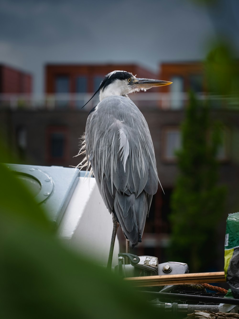 a bird standing on a roof