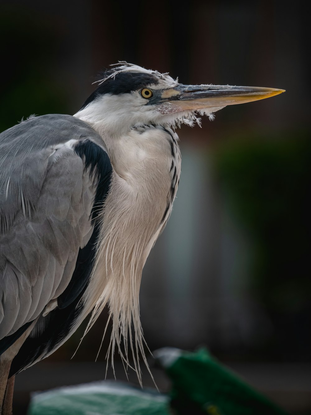 a bird with a long beak