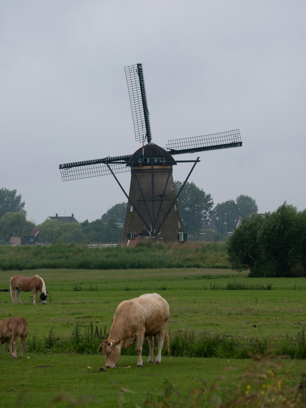 cows grazing in a field