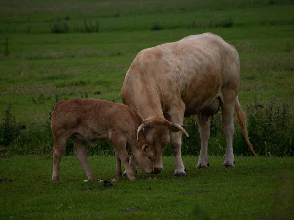 a couple of cows grazing in a field