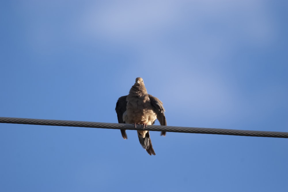 a bird sitting on a power line