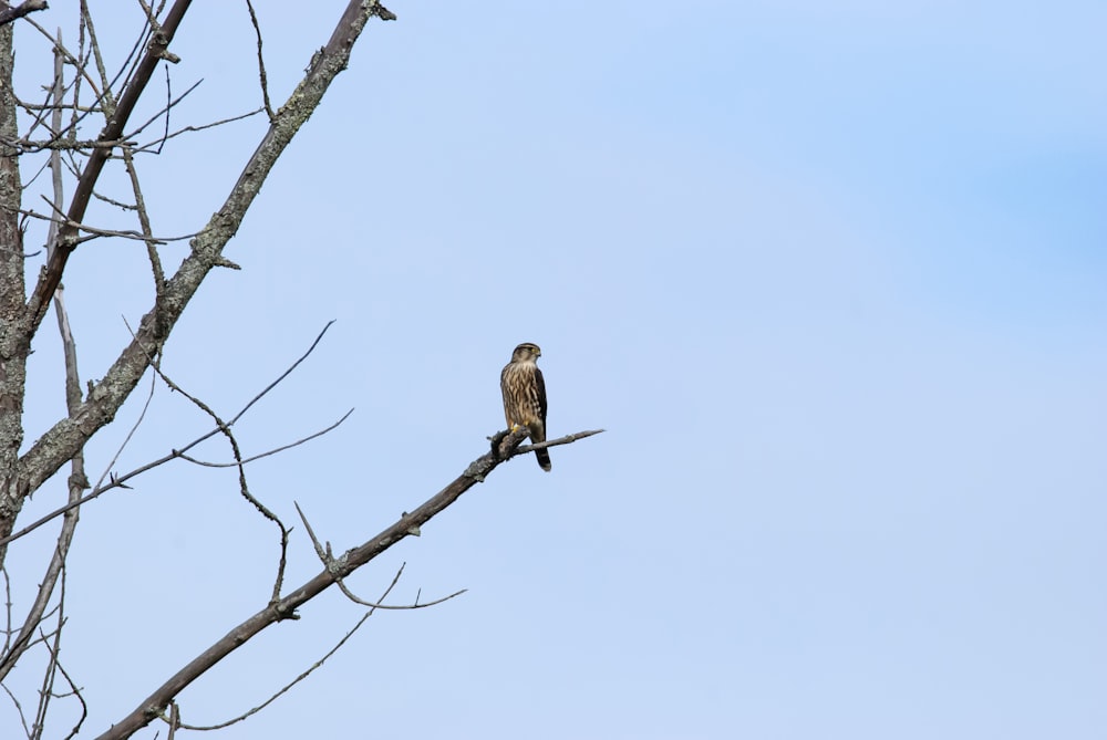 un uccello seduto su un ramo dell'albero