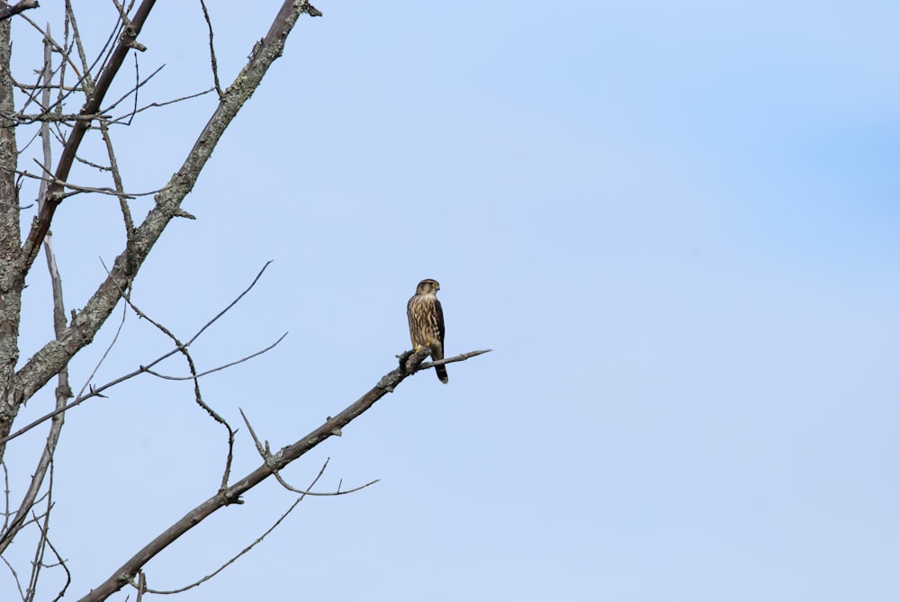 a bird sitting on a tree branch