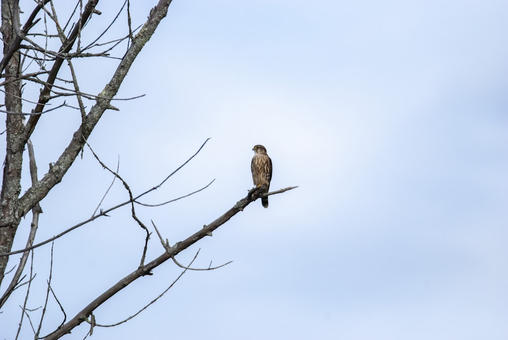 a bird sitting on a tree branch