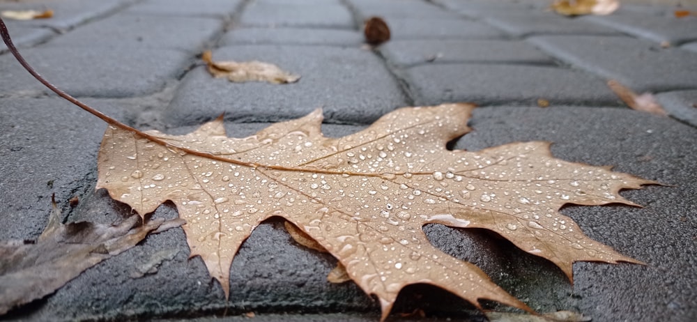 a close up of a leaf