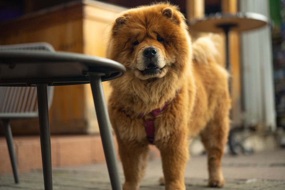 a dog standing on a patio