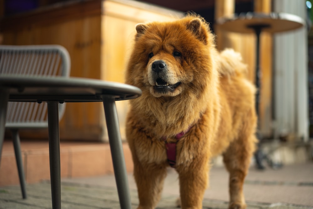 a dog standing on a patio