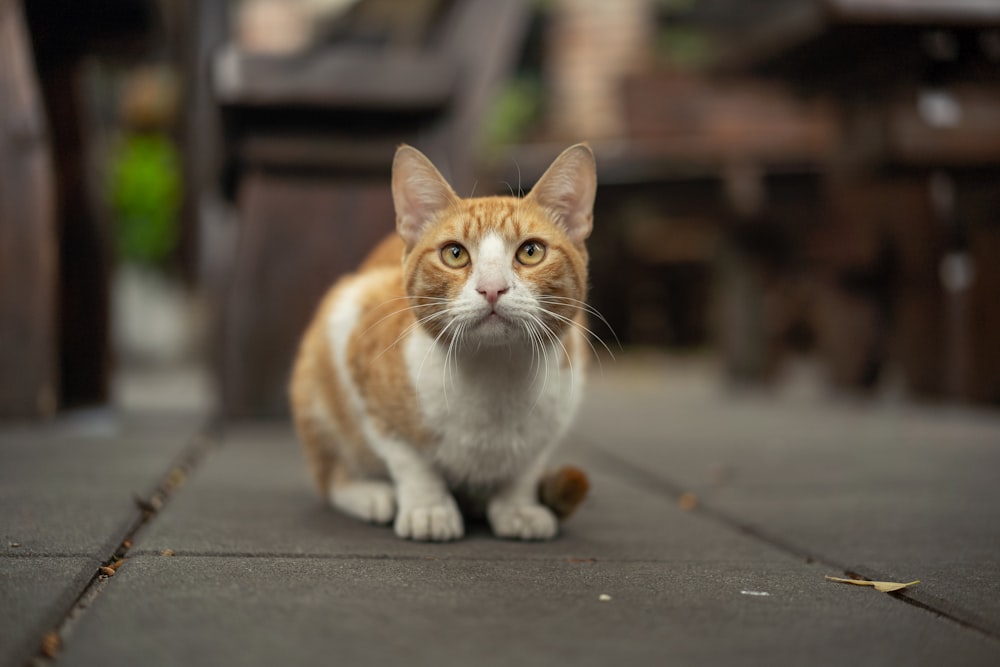a cat sitting on a sidewalk
