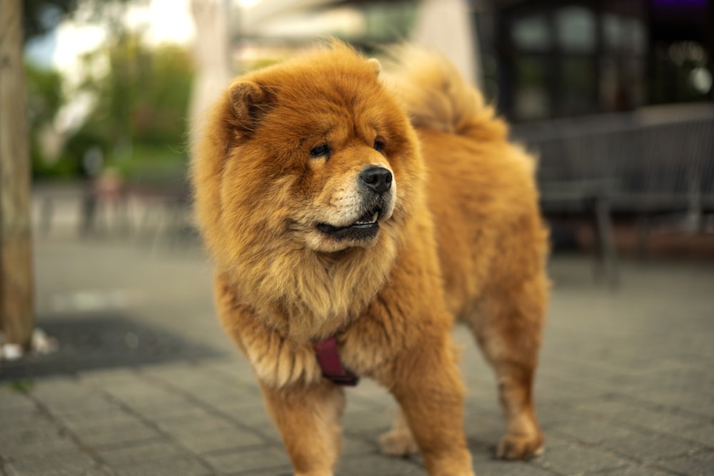 a dog standing on a sidewalk