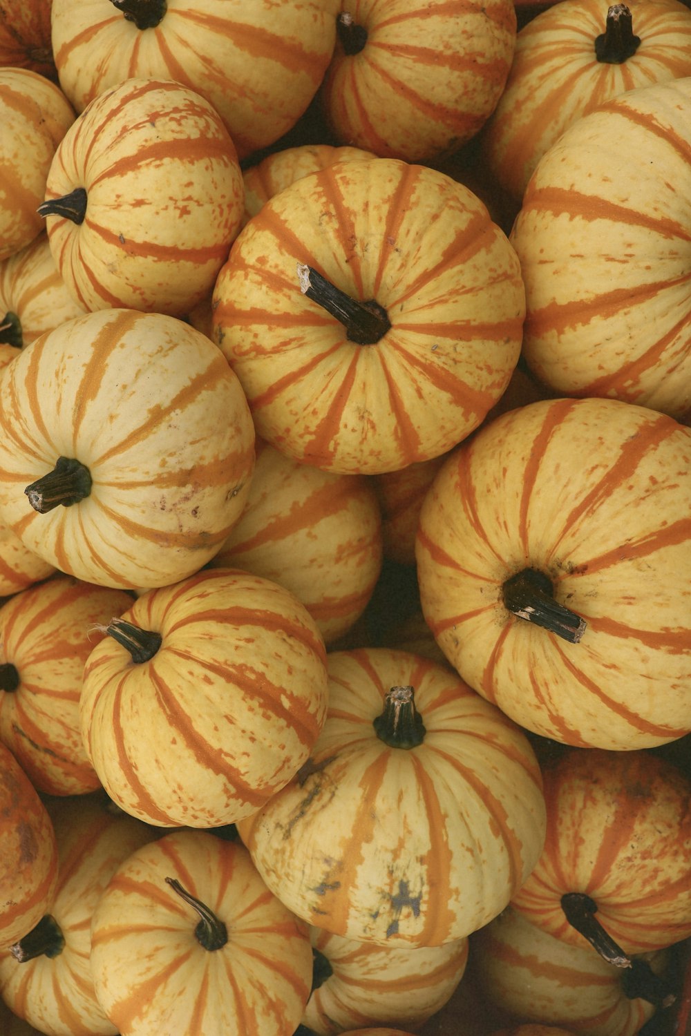 a pile of pumpkins