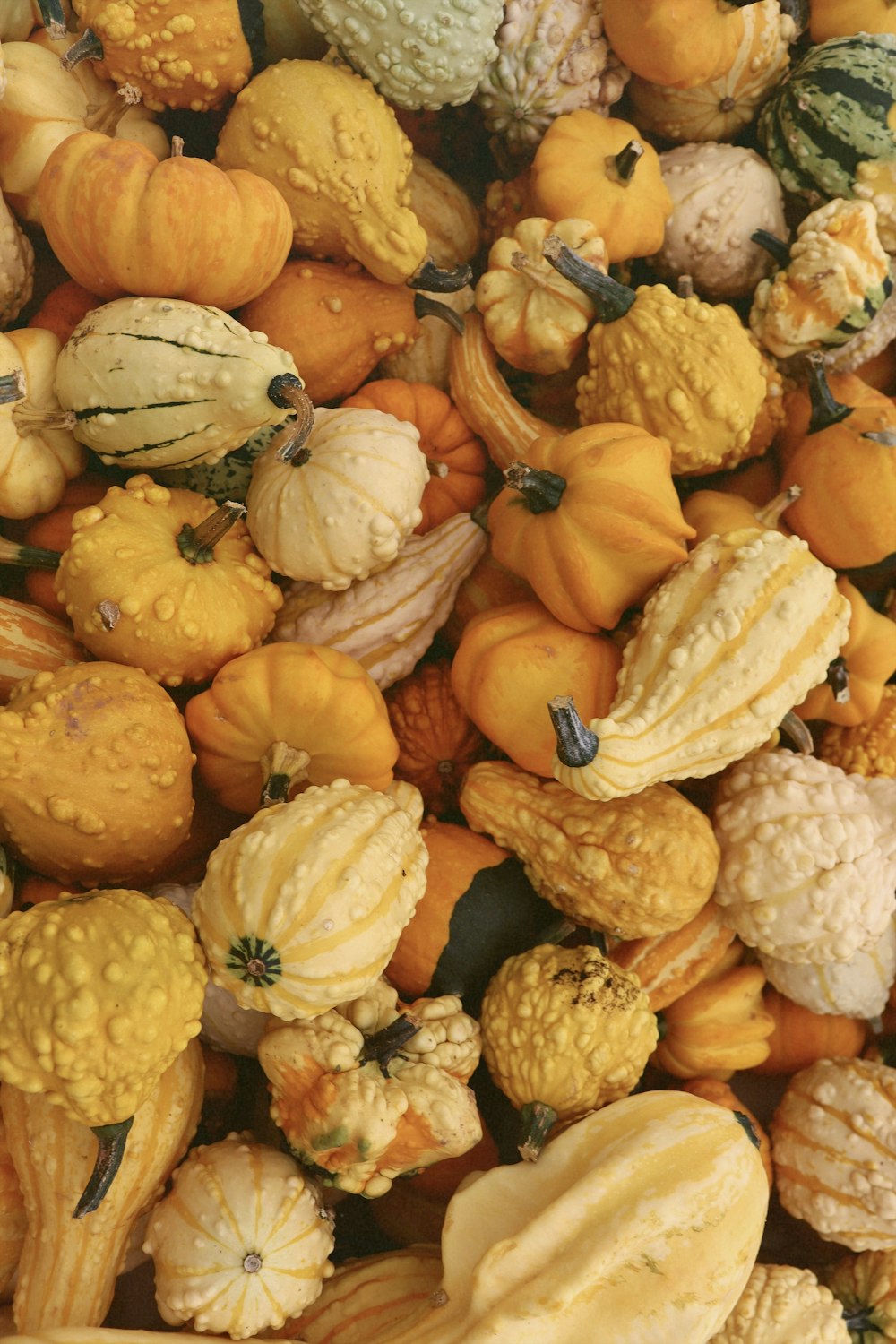 a pile of yellow and white pumpkins