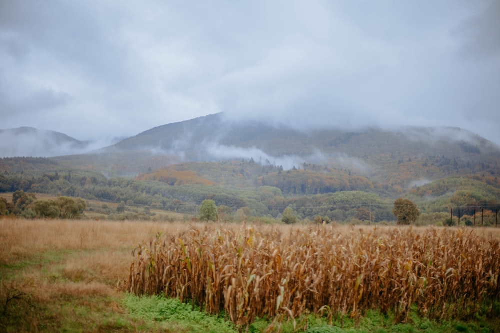 a field of wheat with mountains in the background