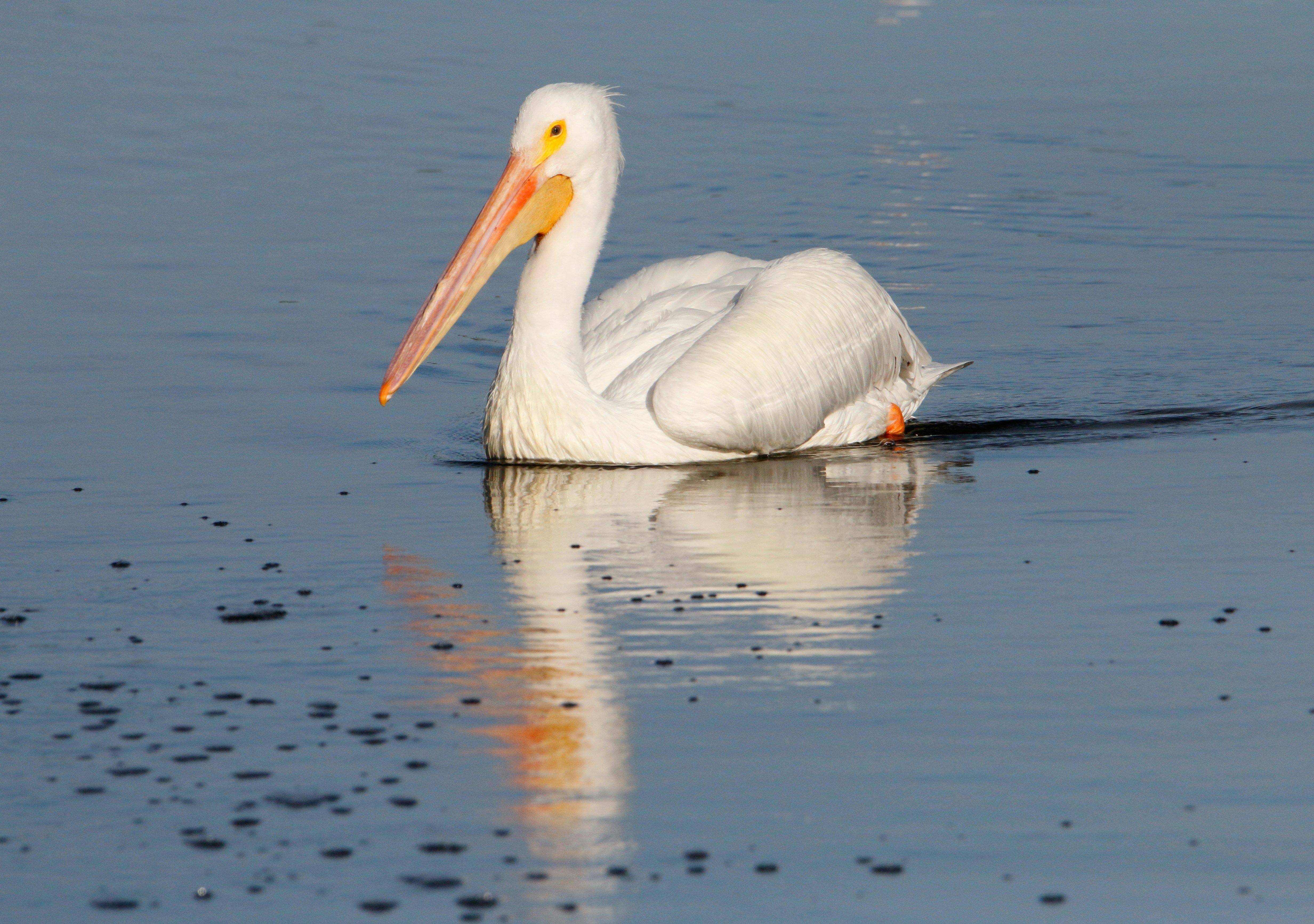 Photo by goldenplover31