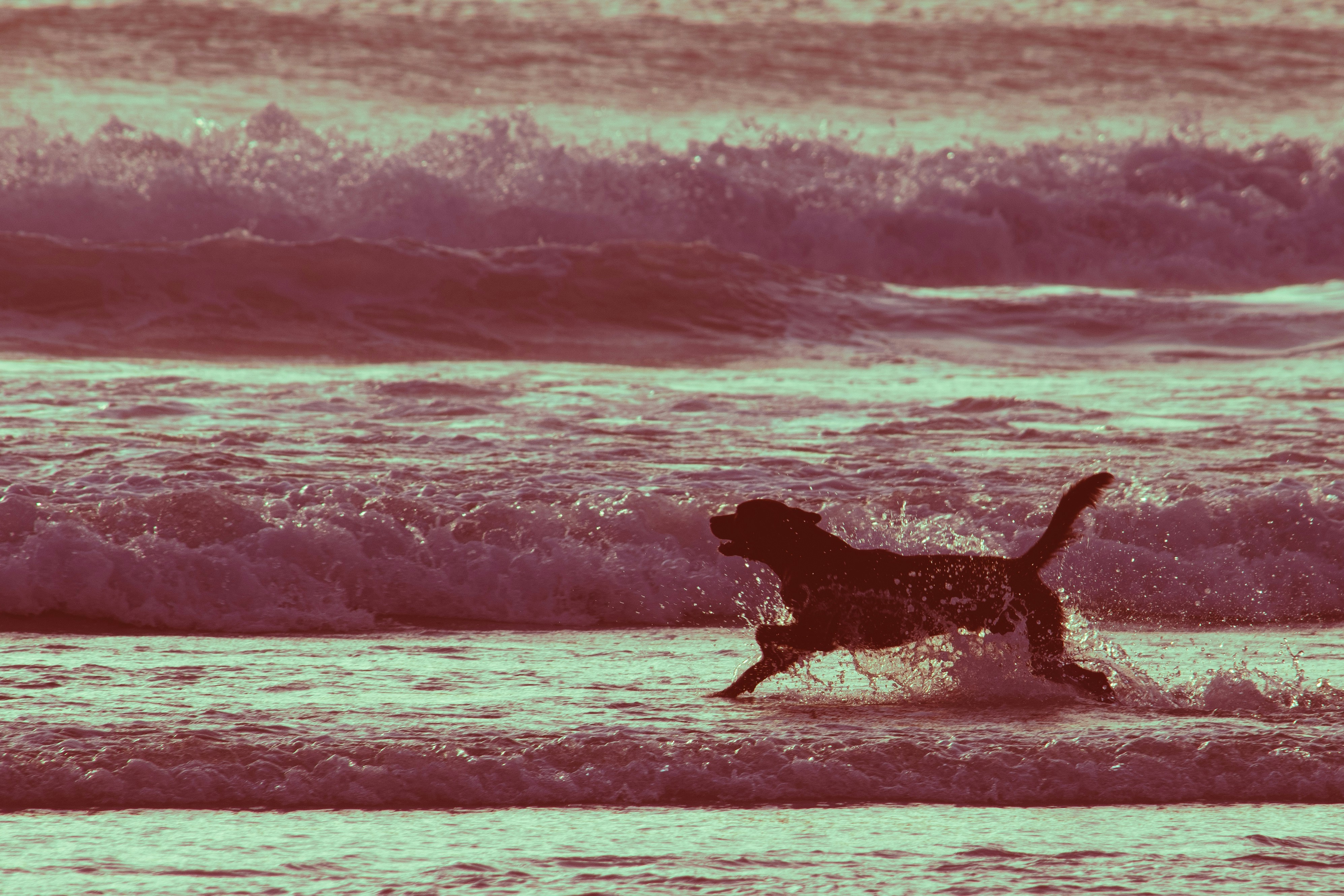 Un chien qui court dans l’eau