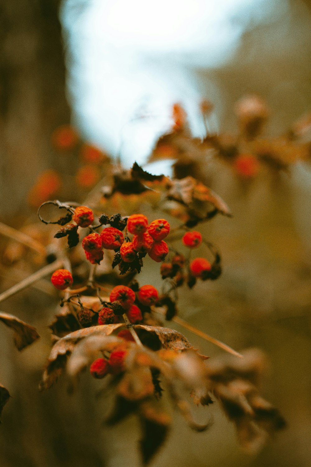 a close up of some flowers