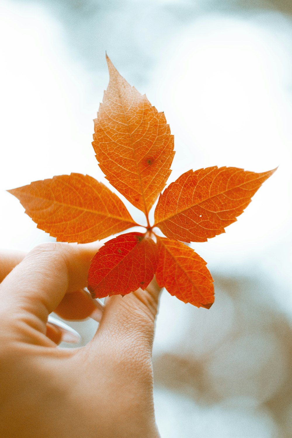 a hand holding a flower