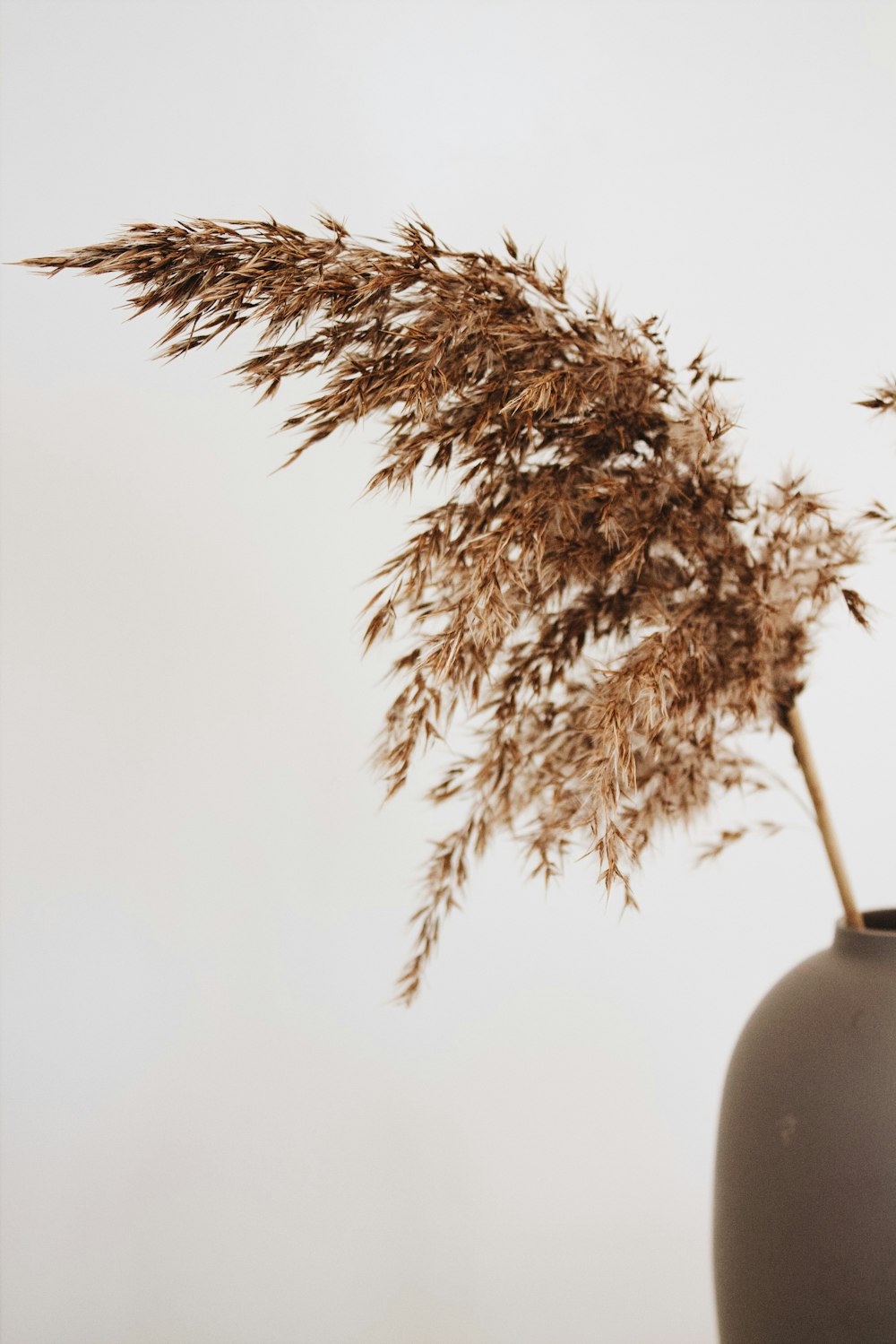 a plant with dried leaves