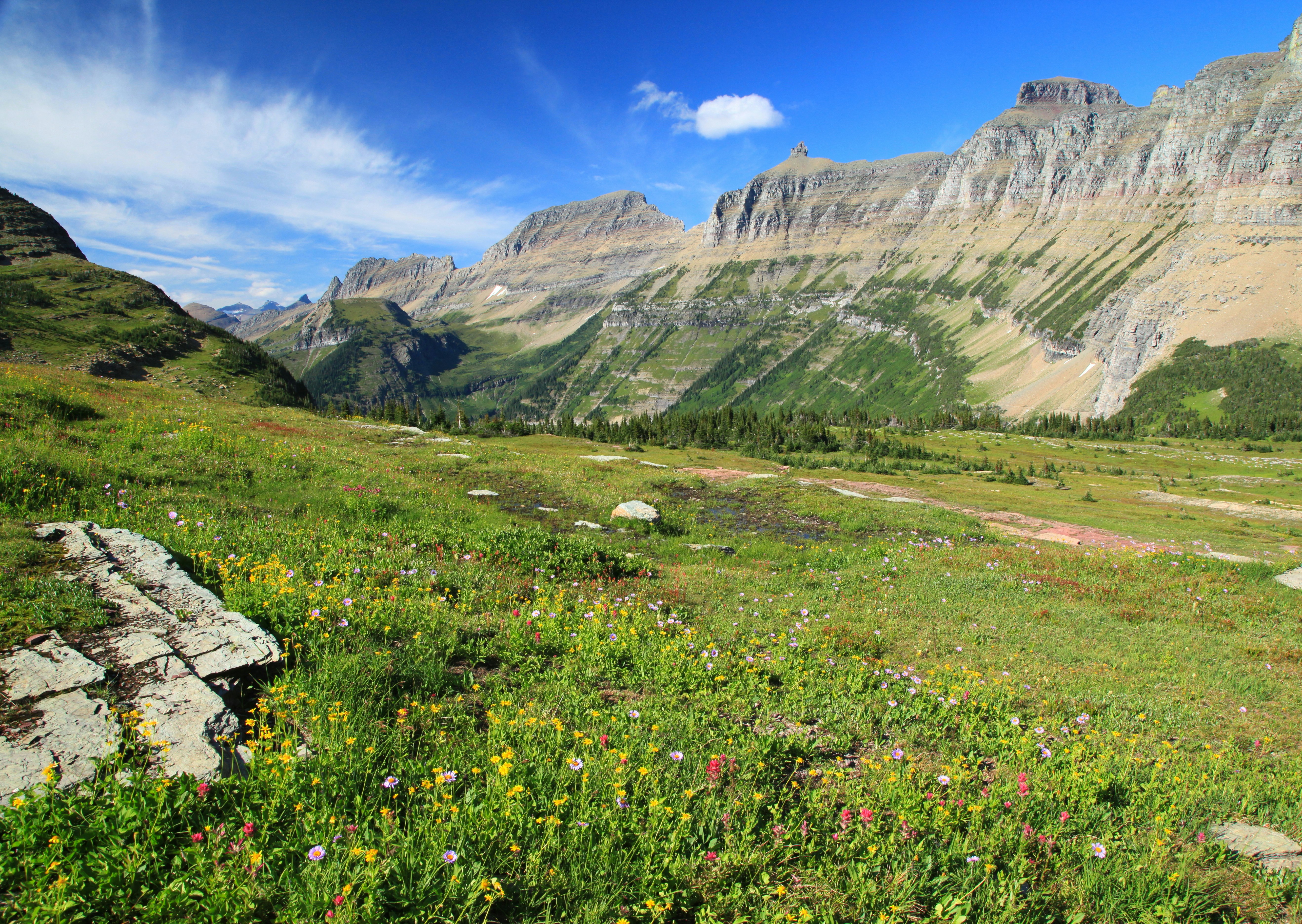 Photo by goldenplover31