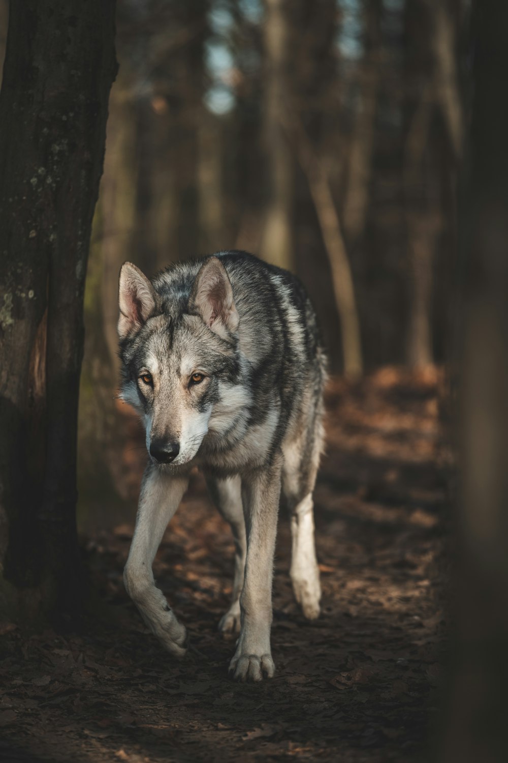 a wolf walking through the woods