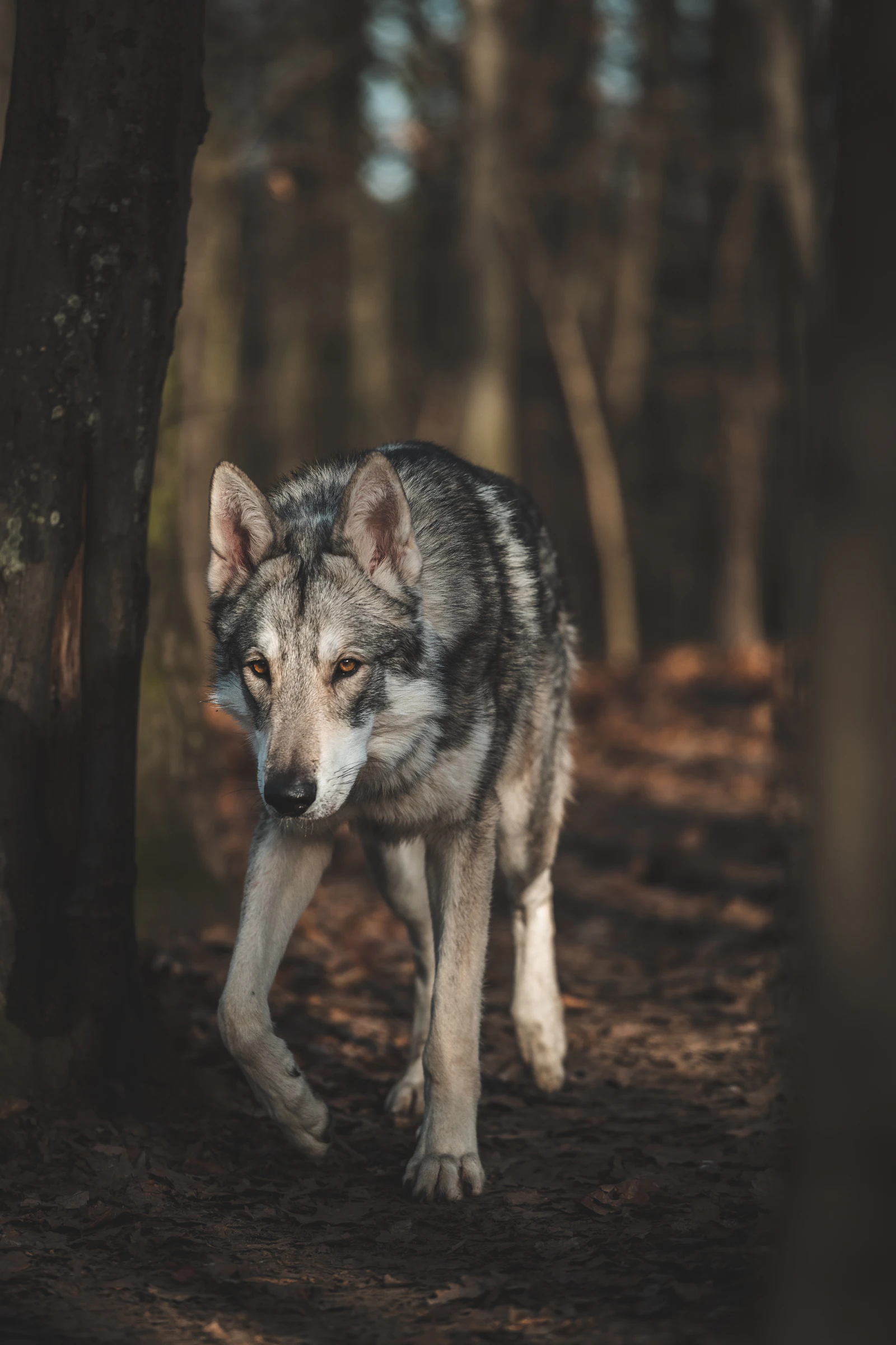 Wolf in Deutschland: was die aktuellen Bestände für Wildtiermanagement-Karrieren bedeuten