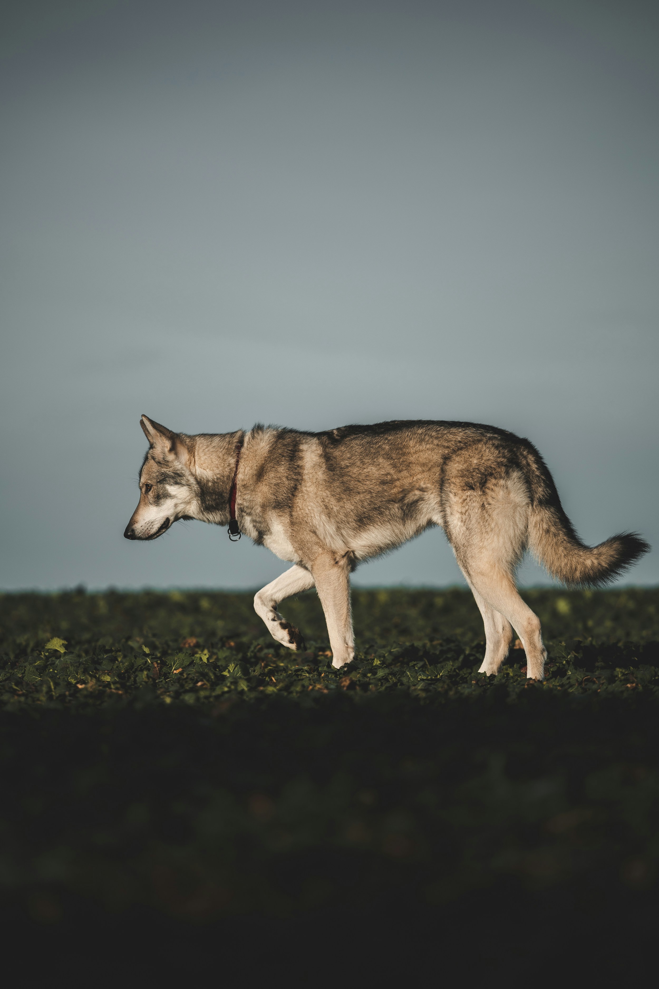 Photo by honzareznik