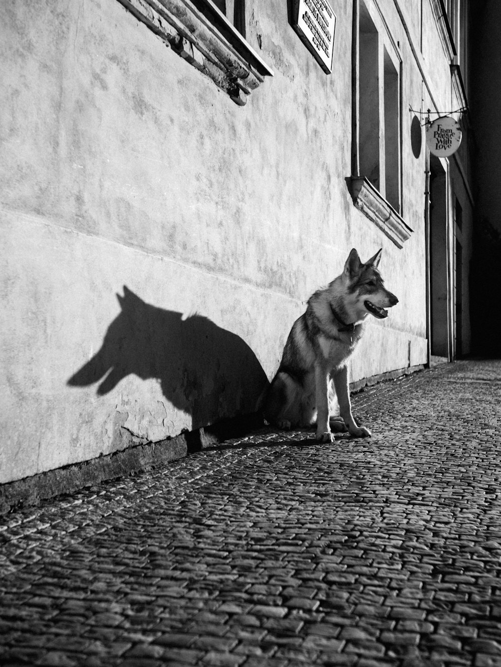 a dog sitting on a cobblestone street