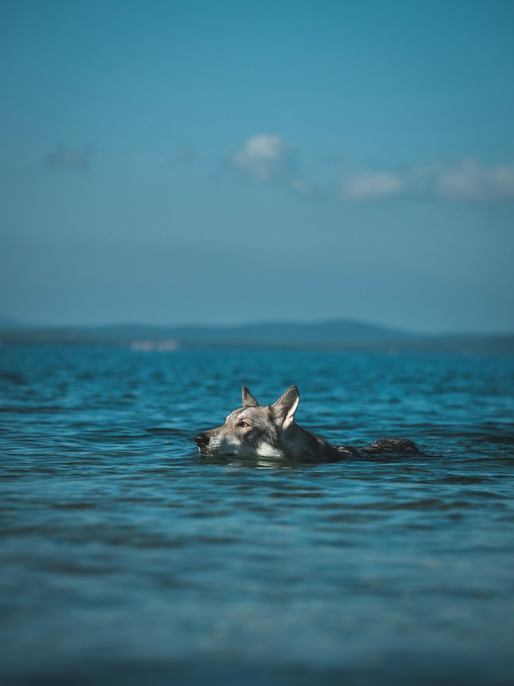 a dolphin swimming in the water