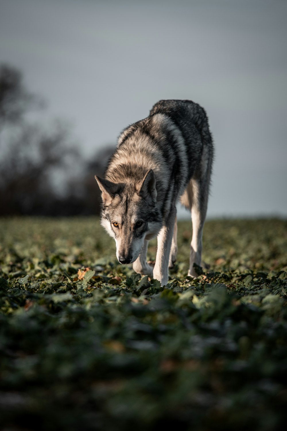 a dog walking on grass