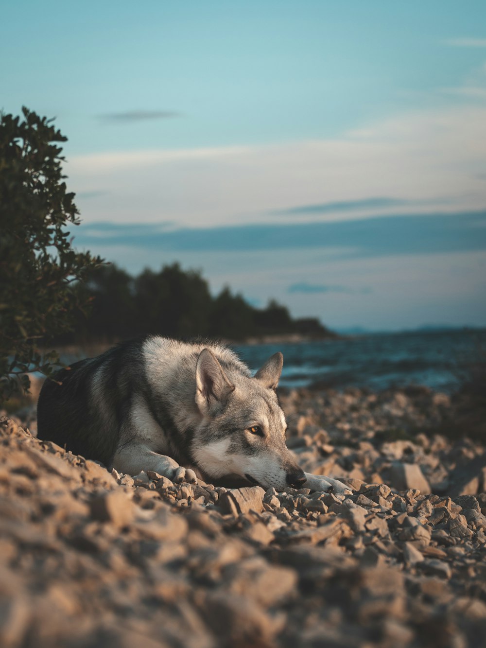a wolf lying on a rocky beach