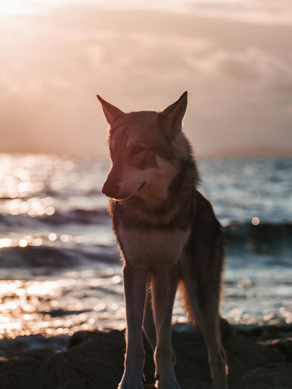 a dog standing on a beach