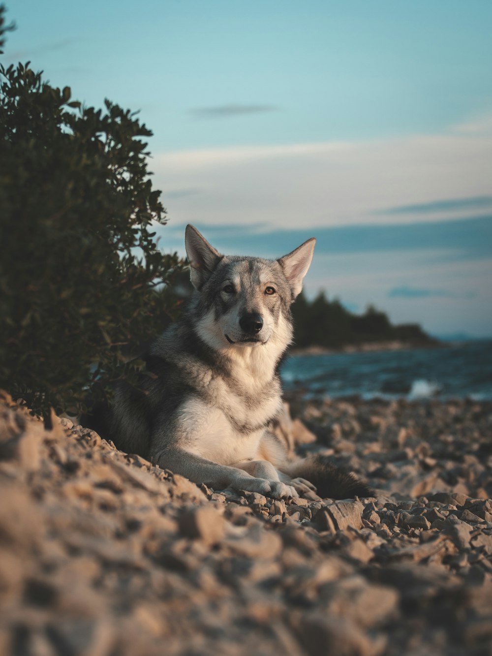 a dog sitting on a beach