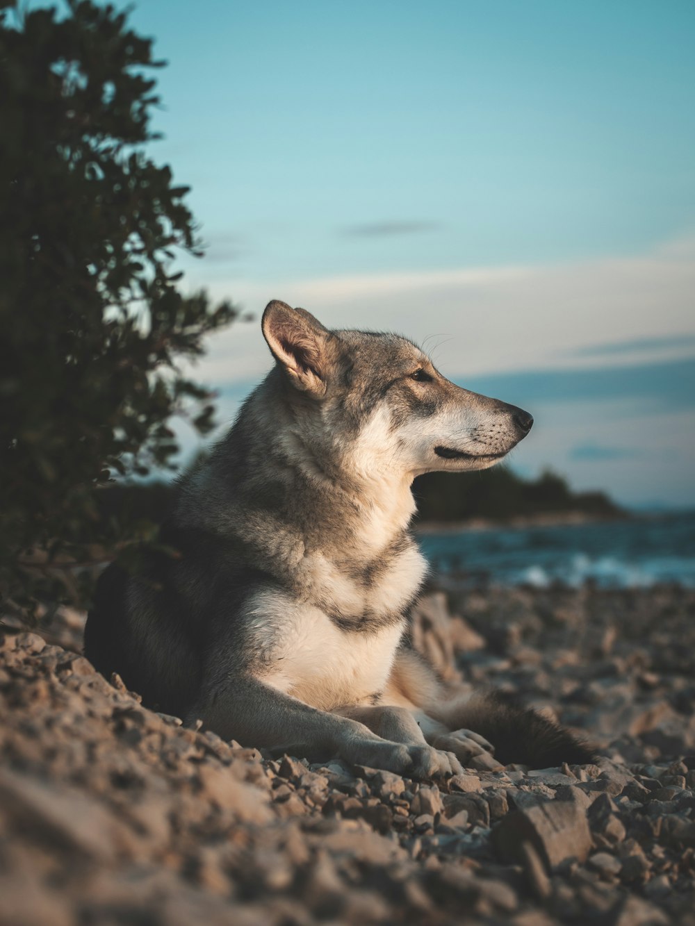a dog sitting on a rock