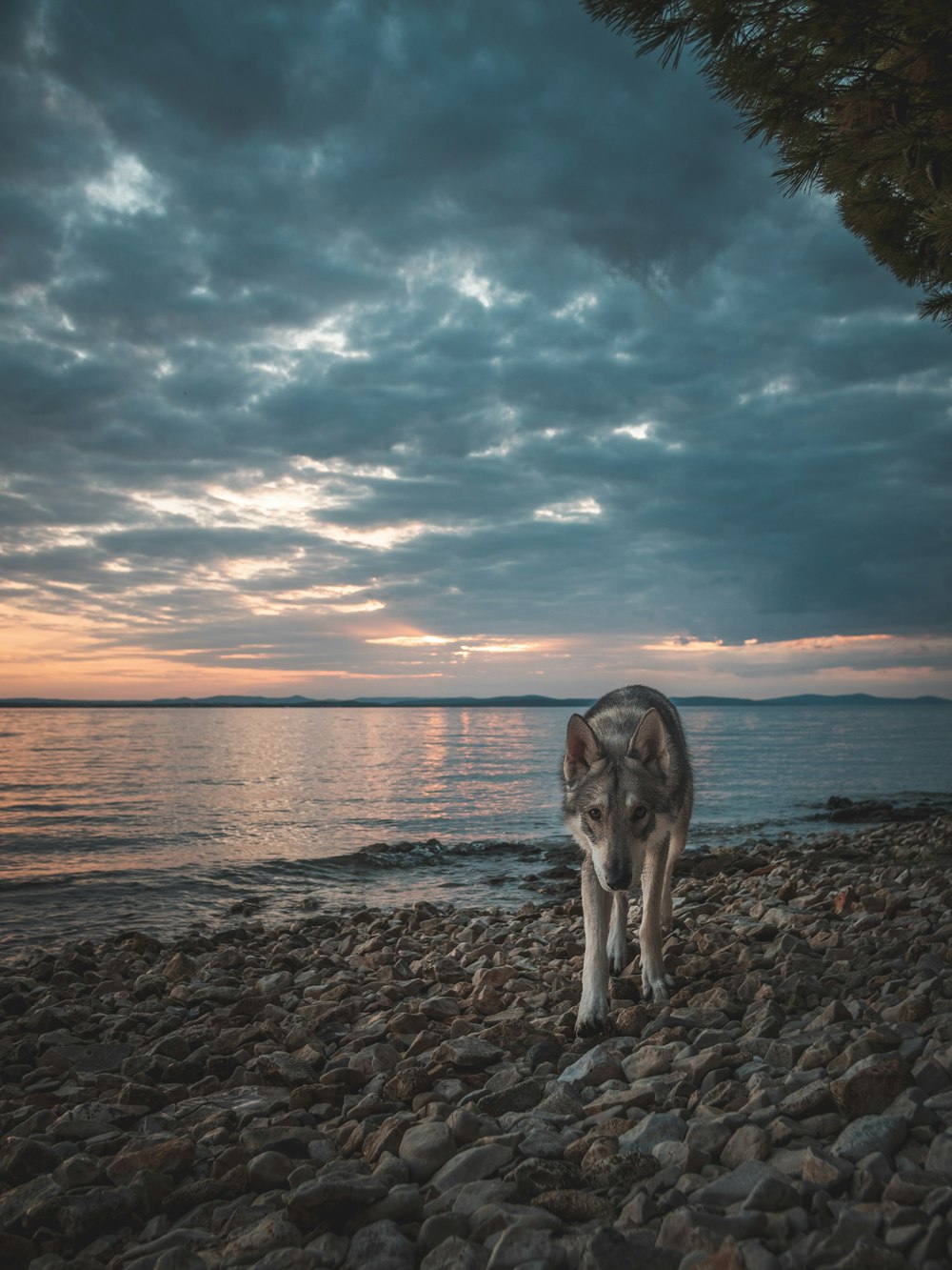 a dog on a rocky beach