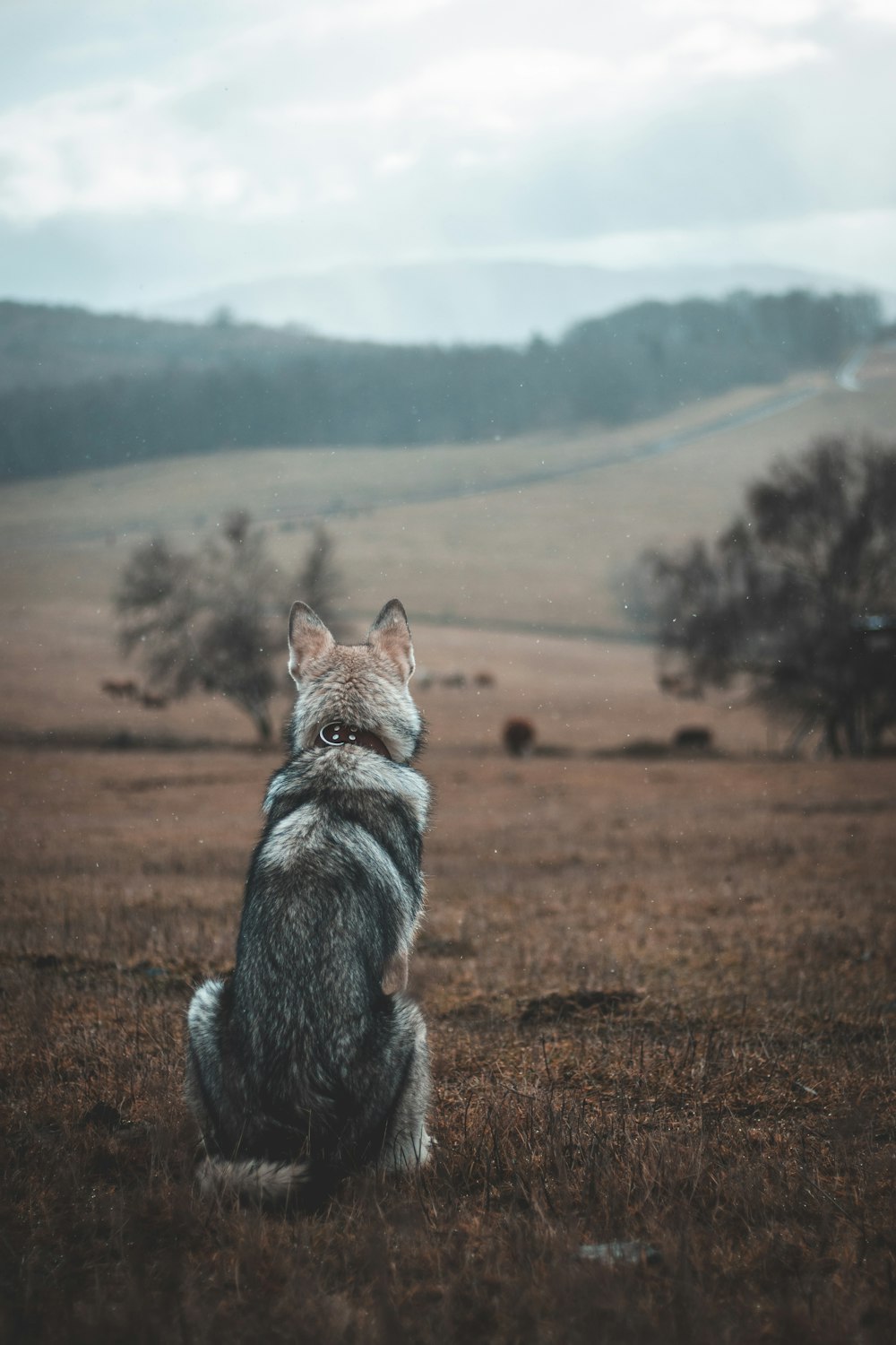a dog standing in a field