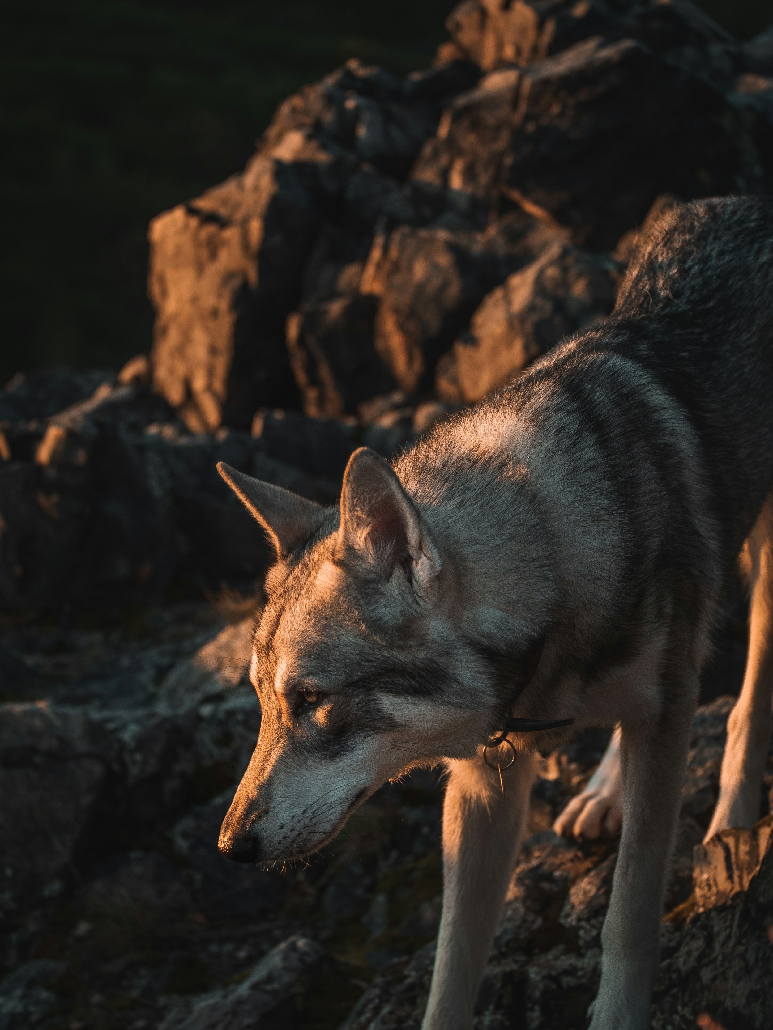 Photo by honzareznik