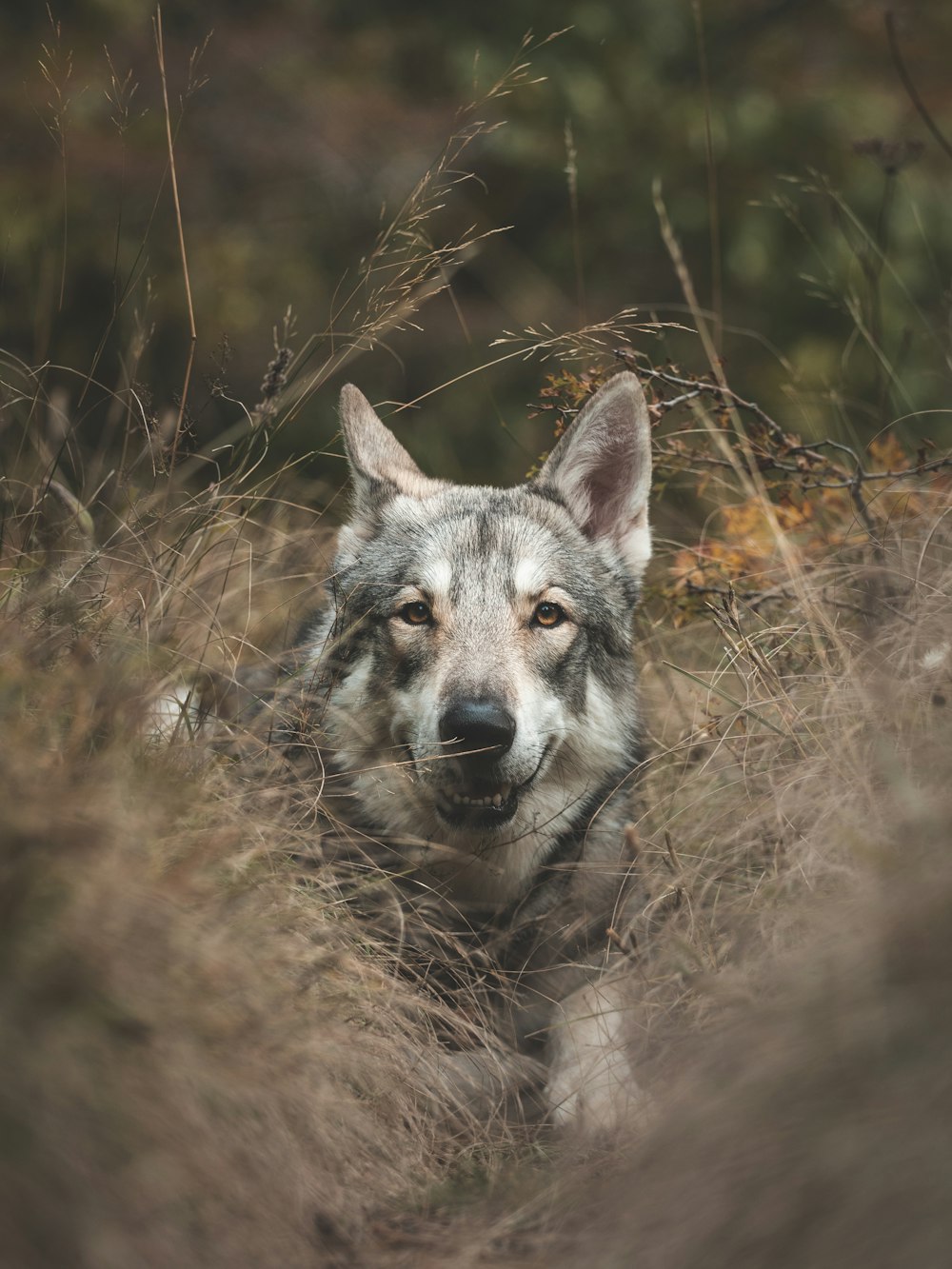 um lobo na natureza