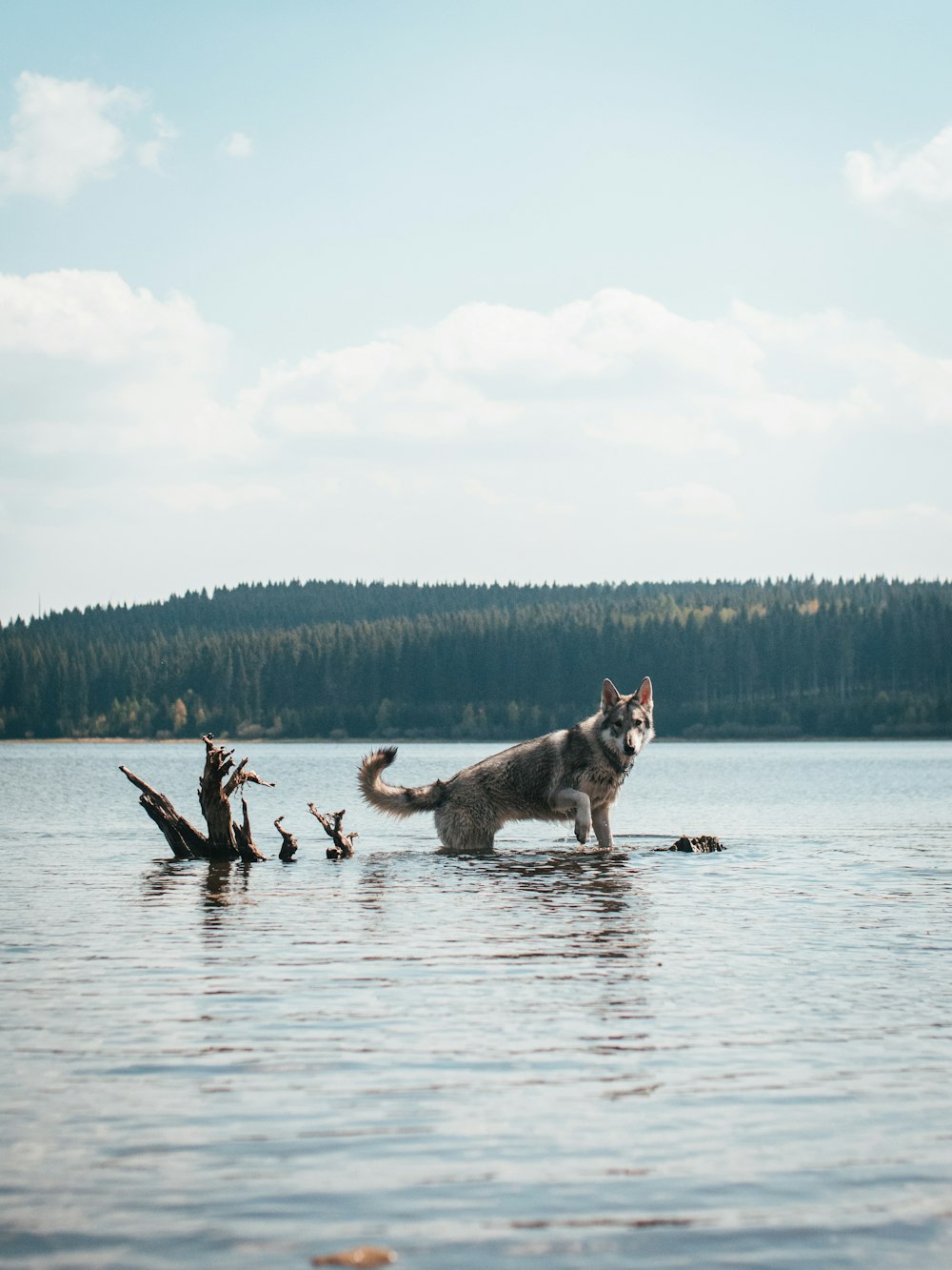 a dog standing in water with birds