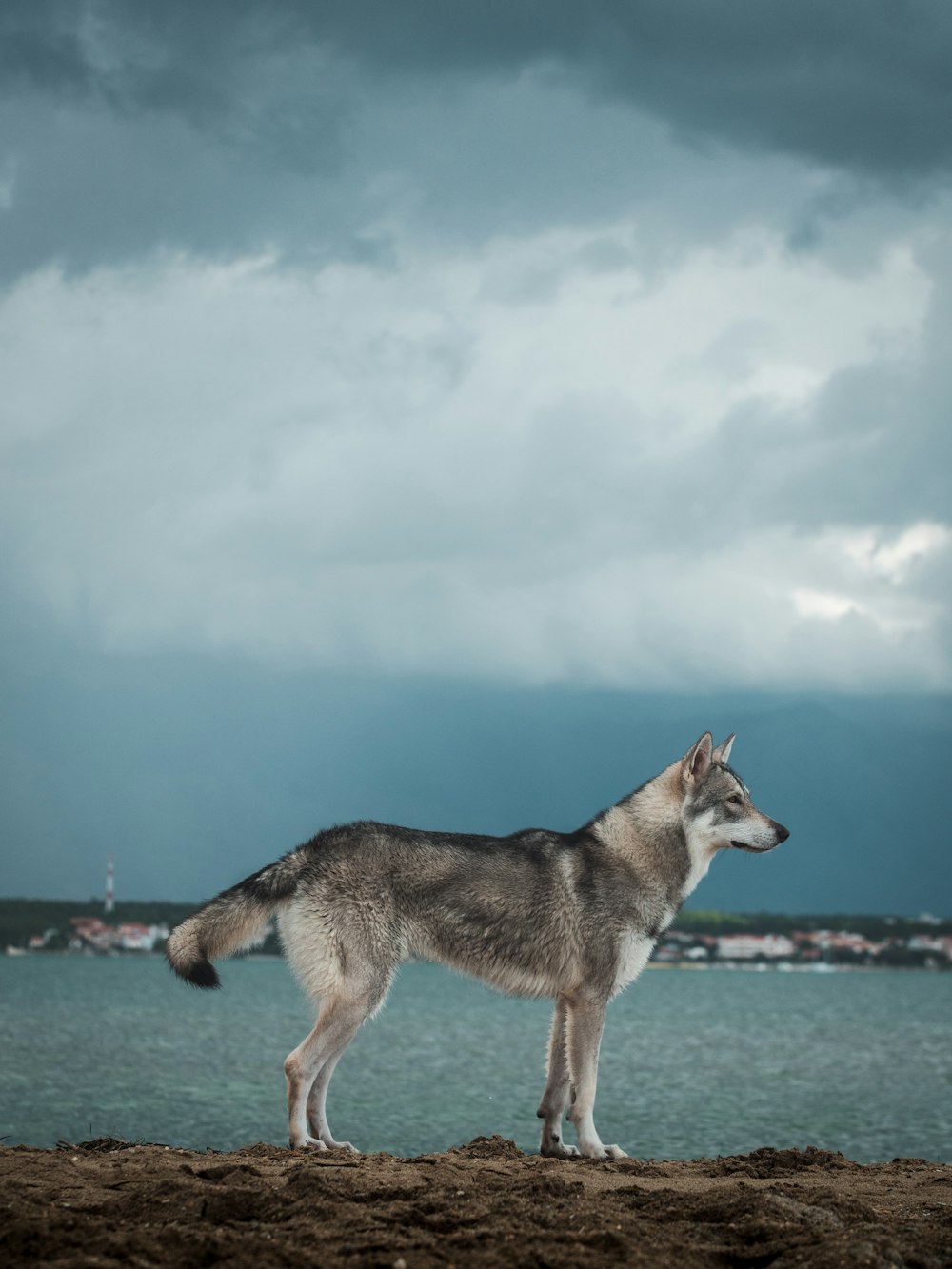 a wolf standing on a beach