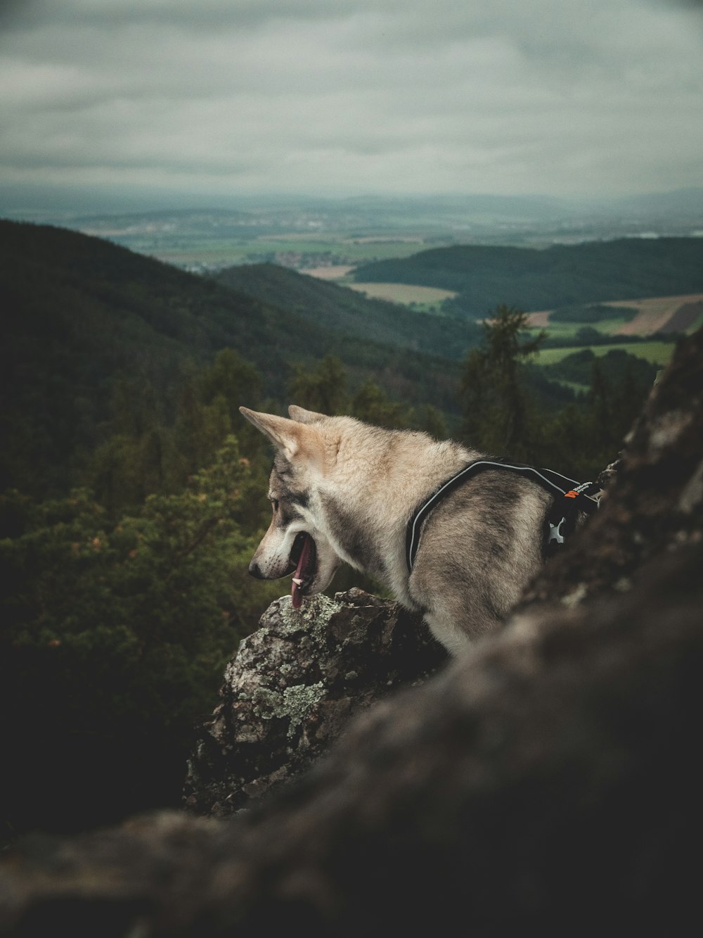 a dog on a rock