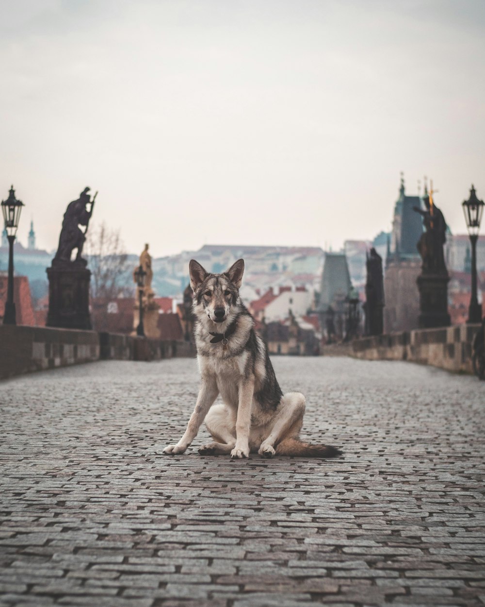 a dog sitting on a brick walkway