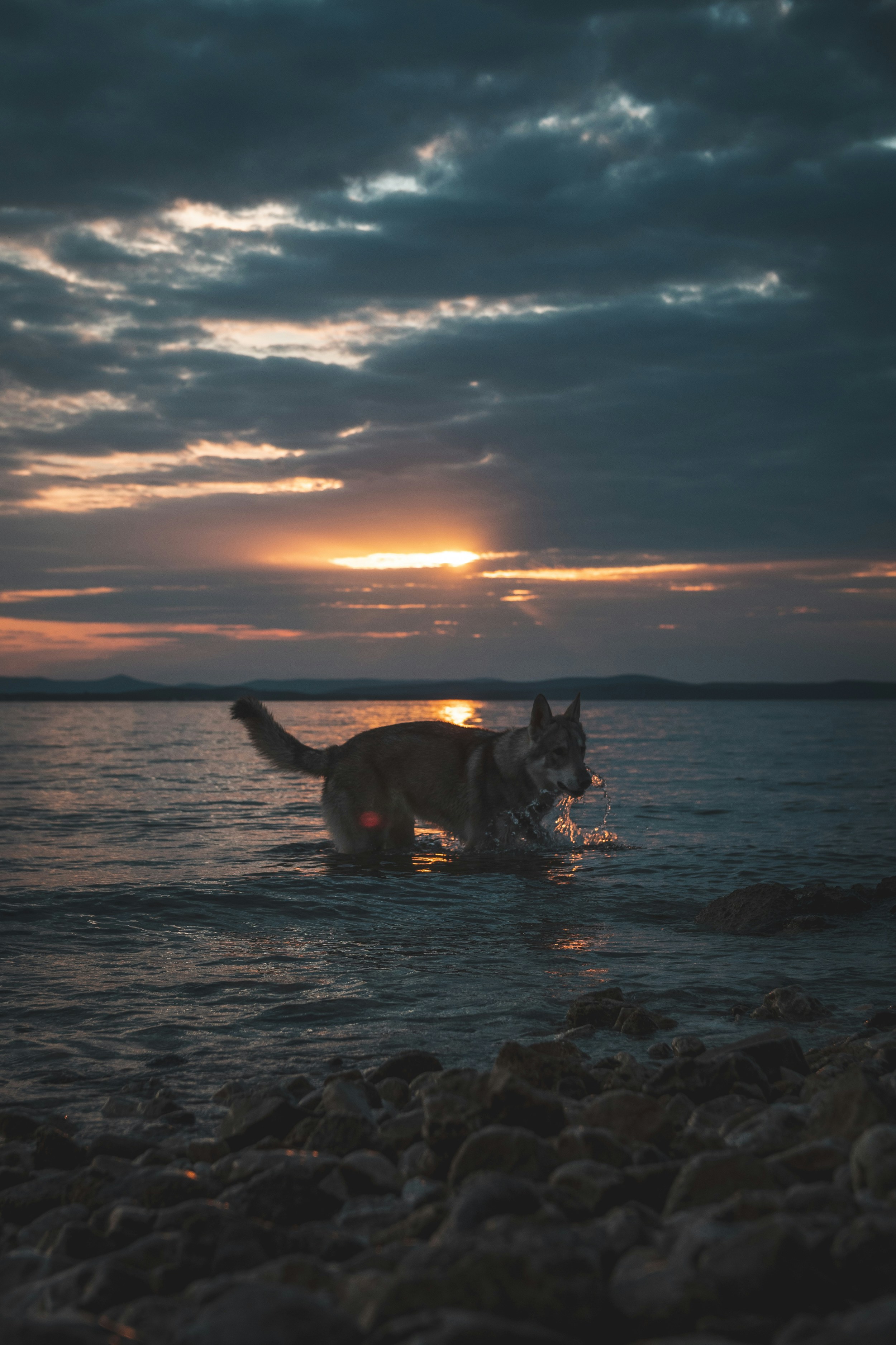 a dog standing in water