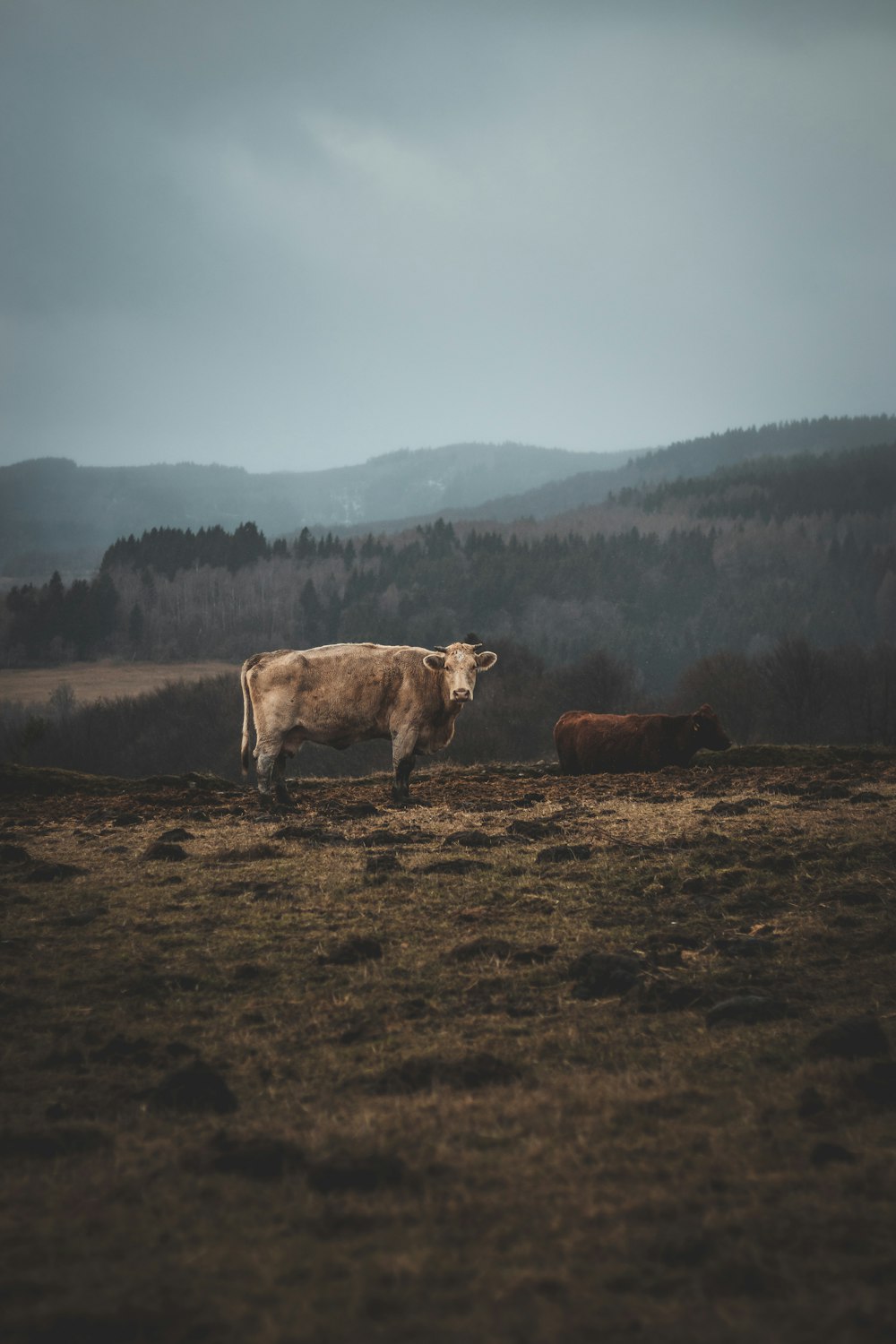 a couple of cows stand in a field