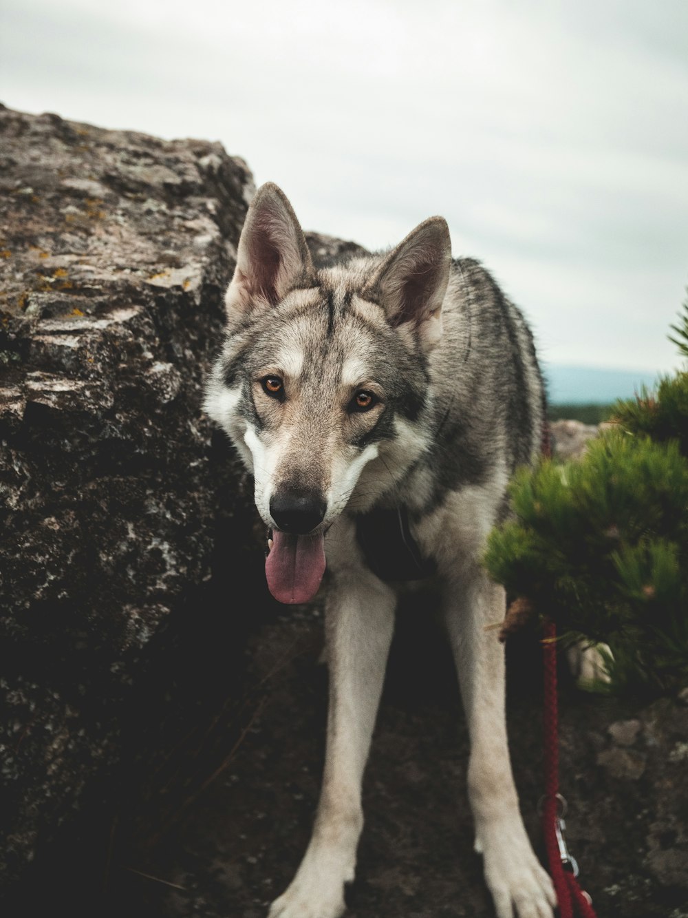 a dog standing on a rocky surface